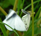 Cabbage White - Spryfield, NS, 2010-06-04