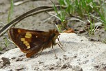 Hobomok Skipper - Roach's Pond, Spryfield NS, 2010-05-26