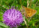 Long Dash Skipper - Mount Uniacke, NS, 2008-07-05