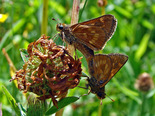 Long Dash Skipper - Mount Uniacke, NS, 2009-07-11