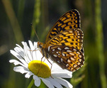 Atlantis Fritillary - Wallace Bay NWA, NS, 2011-07-07