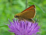 European Skipper - Smiley's Provincal Park, NS, 2010-07-09