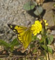 Orange Sulphur - Barachois pond nr. Prospect, NS, 2012-08-30
