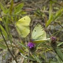 Pink-edged Sulphur - Pockwock Road, NS, 2012-07-26