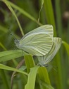 Mustard White - Musquodoboit Valley PP, NS, 2012-07-17