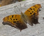 Question Mark - Spryfield, NS, 2012-05-24