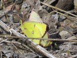 Clouded Sulphur - Lower Sackville, NS, 2011-06-05