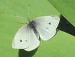 Cabbage White - Halifax, NS, 2012-04-26