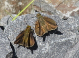 Dun Skipper - Pockwock Road, NS, 2011-07-31