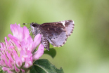 Common Roadside-Skipper - Pockwock Road, NS, 2011-06-24