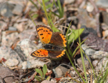 American Copper - River Bourgeois, NS, 2012-06-30