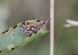 American Branded Skipper - River Bourgeois, NS, 2011-09-01