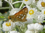 American Branded Skipper - Spencer's Island, 2012-08-14