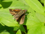 Tawny-edged Skipper - Apple River, NS, 2012-07-13