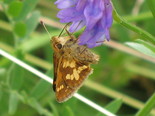 Peck's Skipper - Apple River, NS, 2010-07-20