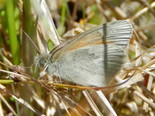 Common Ringlet - Apple River, NS, 2012-06-18