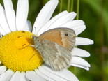 Common Ringlet - Apple River, NS, 2012-06-30