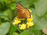 Atlantis Fritillary - Apple River, NS, 2012-06-25