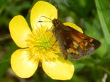 Hobomok Skipper - Apple River, NS, 2012-06-02