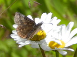 Dreamy Duskywing - Apple River, NS, 2012-06-18
