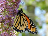Monarch - Apple River, NS, 2012-08-18