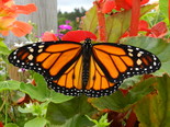 Monarch - Apple River, NS, 2012-08-20