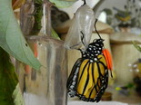 Monarch - Apple River, NS, 2012-08-21