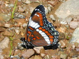 White Admiral - Advocate, NS, 2012-07-01