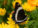 White Admiral - Apple River, NS, 2012-07-17
