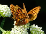 Great Spangled Fritillary - Apple River, NS, 2012-07-15