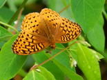 Great Spangled Fritillary - Apple River, NS, 2012-07-05