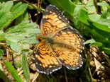 Harris's Checkerspot - Apple River, NS, 2012-06-13