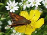 Long Dash Skipper - Apple River, NS, 2009-07-02