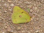 Orange Sulphur - Apple River, NS, 2011-09-05
