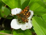 Arctic Skipper - Amherst, 2012-06-15