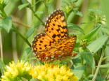 Silver-bordered Fritillary - Maccan, 2012-08-21