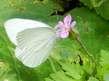 Mustard White - West Advocate, NS, 2012-07-06