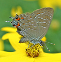 Striped Hairstreak - Coldbrook, NS, 2007-07-27