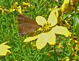 Banded Hairstreak - Annapolis Valley, 2011-07-19
