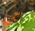 Hobomok Skipper - Coldbrook, NS, 2011-06-16
