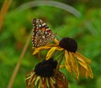 Painted Lady - Granite Woods Rd, Kings Co., 2012-08-13