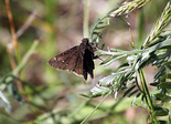 Northern Cloudywing - Coalburn, NS, 2012-06-12