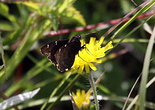 Northern Cloudywing - Battery Lake, NS, 2012-06-21