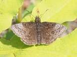 Dreamy Duskywing - Waverley, 2013-06-10