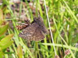 Juvenal's Duskywing - Waverley, 2013-06-10