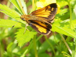 Hobomok Skipper - Waverley, 2013-06-10