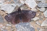 Dreamy Duskywing - Pockwock Road, 2013-06-19