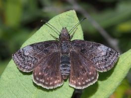 [Dreamy Duskywing image]