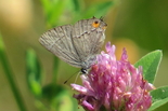Gray Hairstreak - River Bourgeois, 2013-07-22