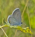 Eastern Tailed-Blue - North of Debert, 2013-08-21